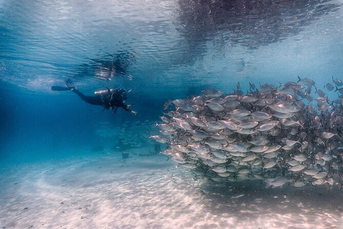 (2 Dives) Discover Scuba Diving Kota Kinabalu - Why this is a good first scuba experience