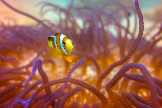 (2 Dives) Discover Scuba Diving Kota Kinabalu - Learning the basics at Sapi House Reef