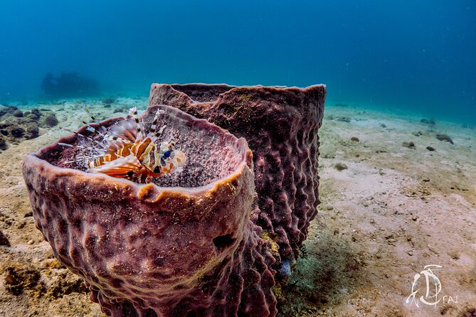 (2 Dives) Discover Scuba Diving Kota Kinabalu - The second session near a coral reef
