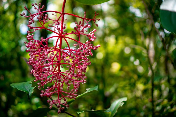 2d1n Kinabalu Park & Poring Canopy Walk & Desa Cow Farm Tour - Poring Hot Springs offers a short reset