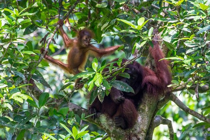 2D1N Sandakan Private Tour with Kinabatangan River Cruise - Key things to know before booking