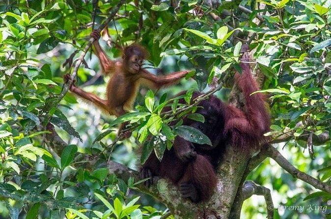 2D1N Sandakan Private Tour with Kinabatangan River Cruise - Who should book this experience?