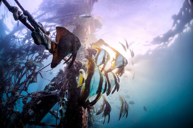 (3 Days) PADI Open Water Diver Course Kota Kinabalu - Why this three-day course works for beginners