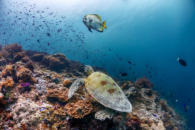 (3 Days) PADI Open Water Diver Course Kota Kinabalu - The practical details that can affect your day