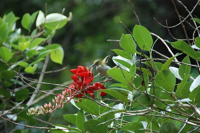 4-Day Jungle Experience in Taman Negara from Kuala Lumpur - Why this Taman Negara trip is worth considering