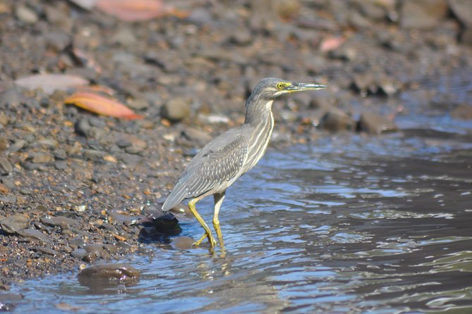 5 Hours Sharing Basis Kilim Mangrove Safari Boat Tour in Langkawi - Starting at Kilim River Tourism Jetty