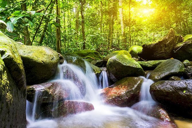 A Rendezvous with Nature - Templer Park and Kanching Waterfall Tour - Who will enjoy this tour most