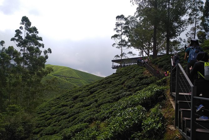 Amazing Cameron Highland Day Tour From Kuala Lumpur - Guides make the difference