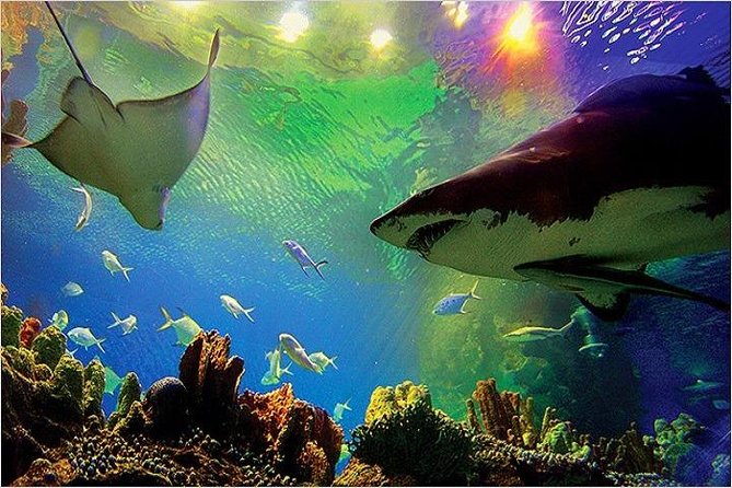 Aquaria KLCC Ticket - Key points to know before you go