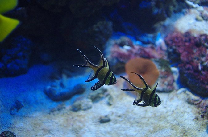 Aquaria KLCC Ticket - What the ticket includes, and what it does not