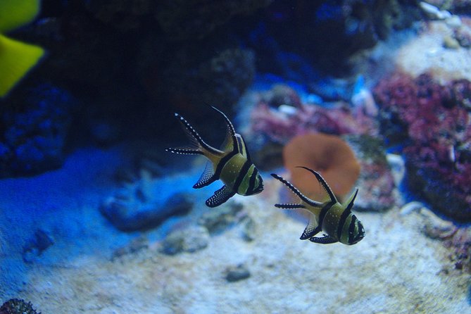 Aquaria KLCC Ticket - Fifteen exhibits across eight areas