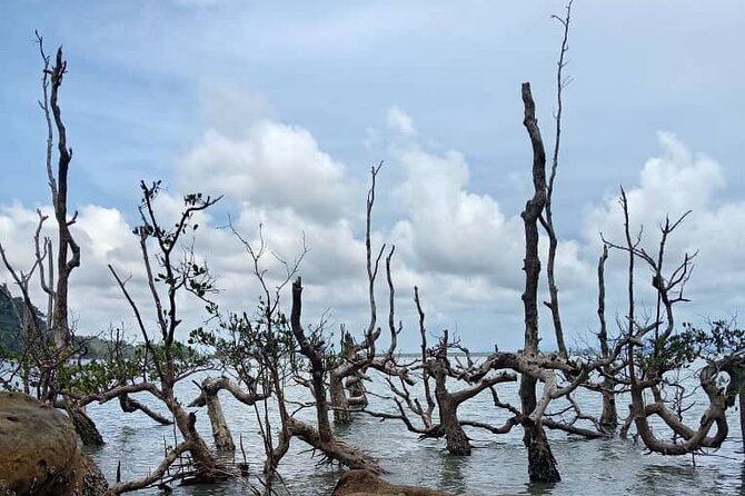 Bako National Park by Night from Kuching - What Bako adds: night animals and a rugged coast