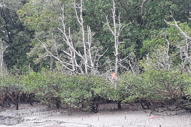 Bako National Park by Night from Kuching - What is included for $164