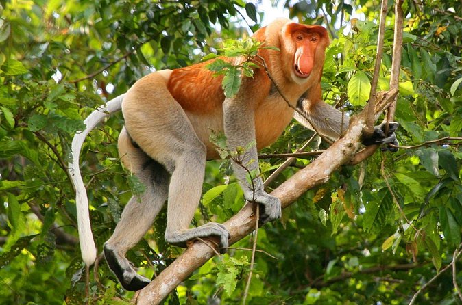 Bako National Park from Kuching City - Wildlife spotting: what you may actually see