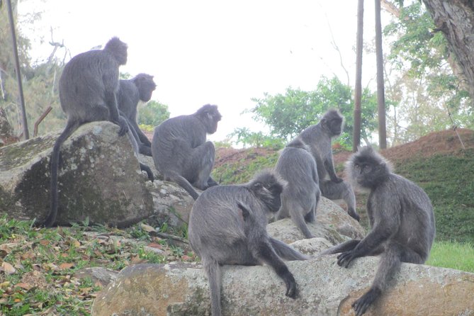 Batu Caves,Hot Spring, Monkey & Fireflies Tour with Dinner - Timing, comfort, and what to wear
