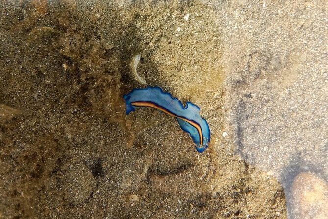 Beachlife & Tidepool Discovery at Desaru Coast Johor |JungleWalla - Key points to know before you go