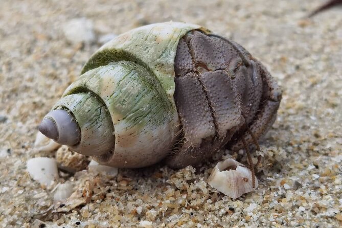 Beachlife & Tidepool Discovery at Desaru Coast Johor |JungleWalla - What the naturalist guide adds
