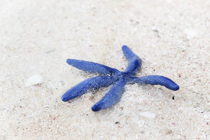 Beachlife & Tidepool Discovery at Desaru Coast Johor |JungleWalla - Following the route to the tidepools