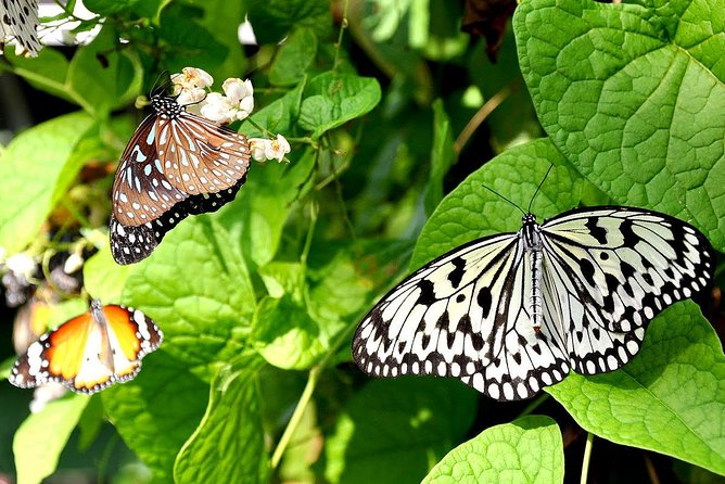 Bird Park & Butterfly Farm Nature Include All Entrance Tour From Kuala Lumpur - Key points to know before booking
