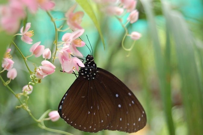 Bird Park & Butterfly Farm Nature Tour From Kuala Lumpur - Three nature stops in Kuala Lumpur’s Lake Gardens