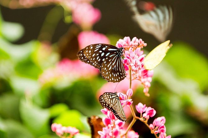 Bird Park & Butterfly Farm Nature Tour From Kuala Lumpur - What the $34 price really covers