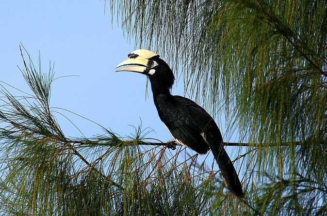 Birdwatching: Desaru's Winged Gems - The bird list includes raptors, kingfishers, and hornbills