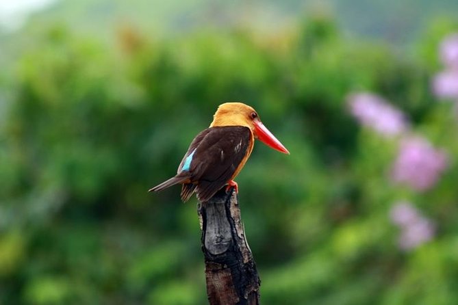 Birdwatching Tour in Langkawi - Why Langkawi is good for a short birding tour
