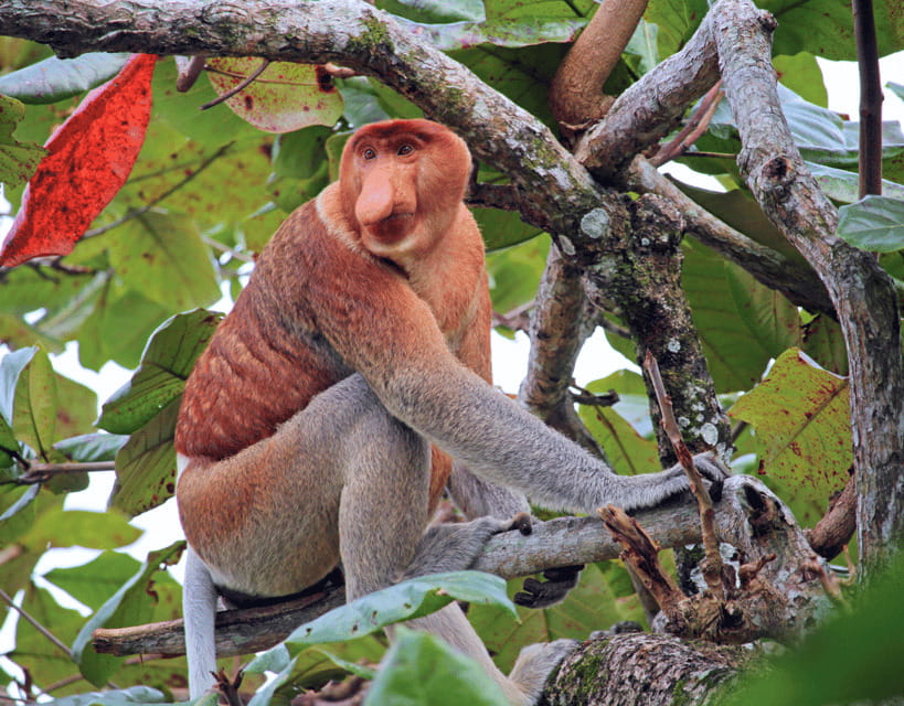 Bongawan River Cruise: Proboscis Monkey & Fireflies Mangrove - Cruising the Bongawan mangroves