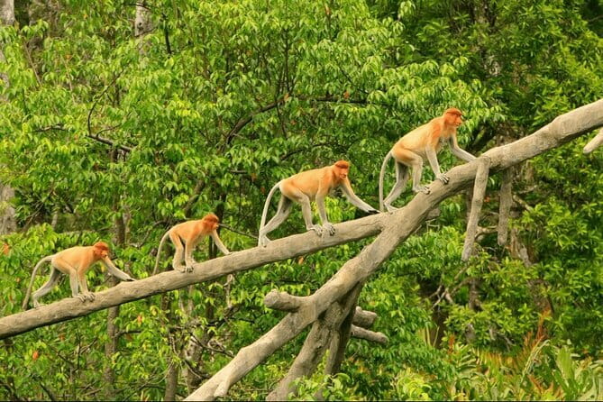 Bongawan River Cruise Proboscis Monkey, SkyMirror, Fireflies - Guides make the long day easier