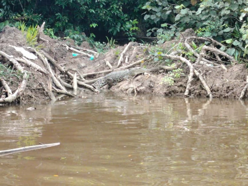 Bongawan Wetland: Proboscis Monkey and Fireflies Shared Tour - Why Bongawan Wetland makes a good day trip from Kota Kinabalu