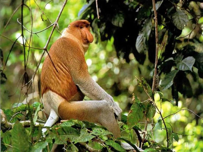 Bongawan Wetland: Proboscis Monkey and Fireflies Shared Tour - First river cruise: searching for Sabah’s unusual monkeys