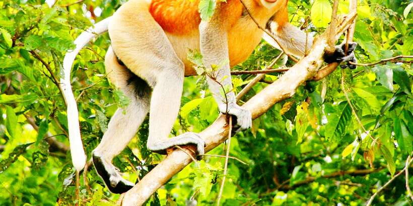 Bongawan Wetland: Proboscis Monkey and Fireflies Shared Tour - What the $65 price really covers
