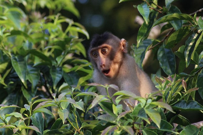 Borneo Wildlife Tour 2 Days 1 Night At Tanjung Bulat Jungle Camp Kinabatangan - Key points to know before booking