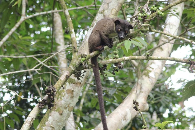 Borneo Wildlife Tour 2 Days 1 Night At Tanjung Bulat Jungle Camp Kinabatangan - Reaching Tanjung Bulat from Sandakan or Sepilok