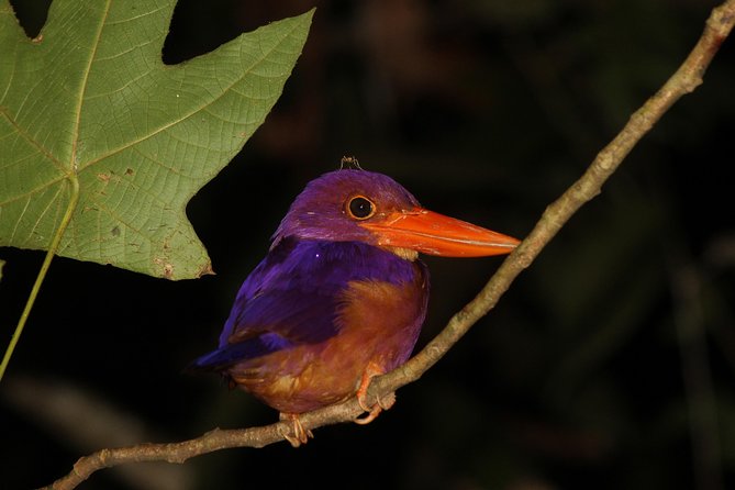 Borneo Wildlife Tour 2 Days 1 Night At Tanjung Bulat Jungle Camp Kinabatangan - The 6:30am morning cruise