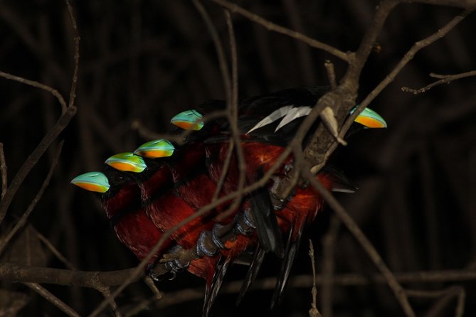 Borneo Wildlife Tour 2 Days 1 Night At Tanjung Bulat Jungle Camp Kinabatangan - A small camp with a real jungle setting