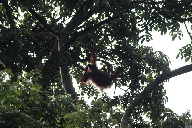 Borneo Wildlife Tour 3 Days 2 Nights At Tanjung Bulat Jungle Camp Kinabatangan - Key things to know before you go
