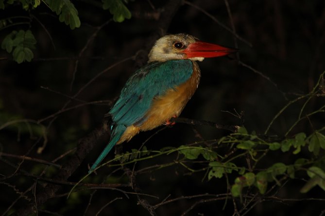 Borneo Wildlife Tour 3 Days 2 Nights At Tanjung Bulat Jungle Camp Kinabatangan - Why Tanjung Bulat feels different from a standard wildlife lodge