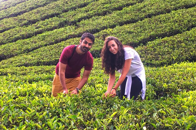 Cameron Highland Best Day Tour from Ipoh with Lunch ( Day Trip) - Cameron Bharat Tea Estate for a slower cup
