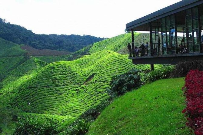 Cameron Highland Day Tour from Kuala Lumpur - Key points before you book