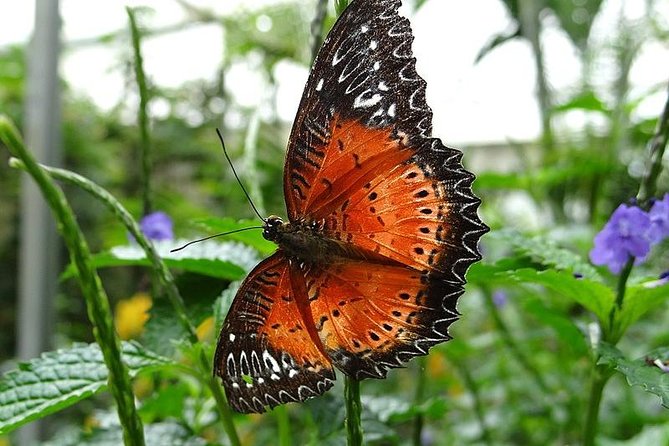 Cameron Highland Day Tour from Kuala Lumpur - Farms, markets, and lunch
