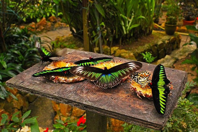 Cameron Highland Day Tour From Kuala Lumpur By Group - Tea gardens at Cameron Bharat Tea Estate