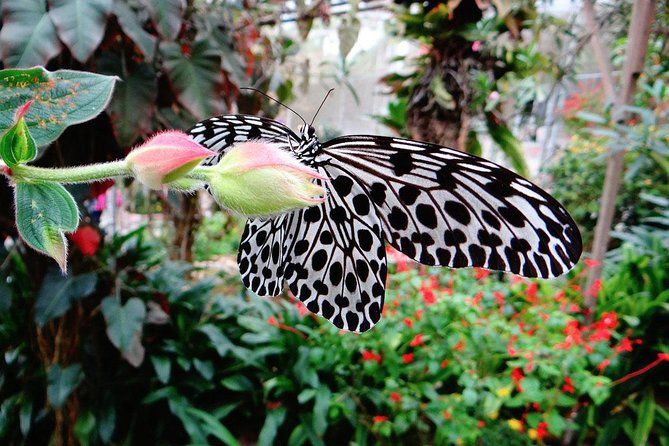 Cameron Highland Day Tour From Kuala Lumpur By Group - Butterflies, scorpions, and insects