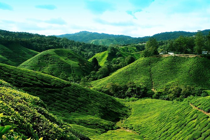 Cameron Highland Day Tour From Kuala Lumpur By Group - Learning about honey at Cameron Tringkap Bee Farm