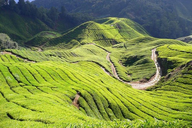 Cameron Highland Day Tour From Kuala Lumpur By Group - Picking strawberries in the highlands