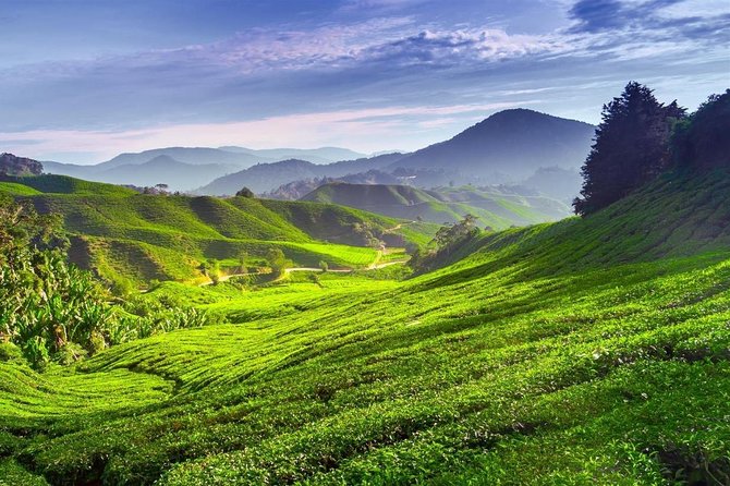 Cameron Highland Day Tour From Kuala Lumpur With Lunch Local food - Cameron Valley Tea offers the first taste of highland scenery