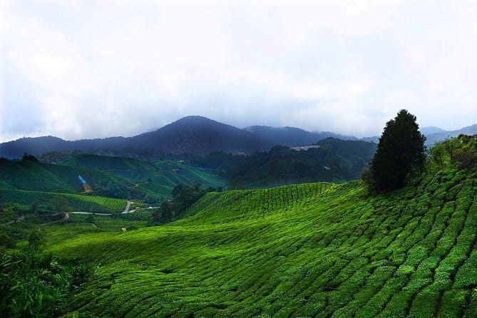 Cameron Highland Day-Trip from Kuala Lumpur - Key points to know before booking