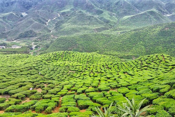 Cameron Highland Full Day Tour from KL City (Private) - Farms, markets, and the strawberry question