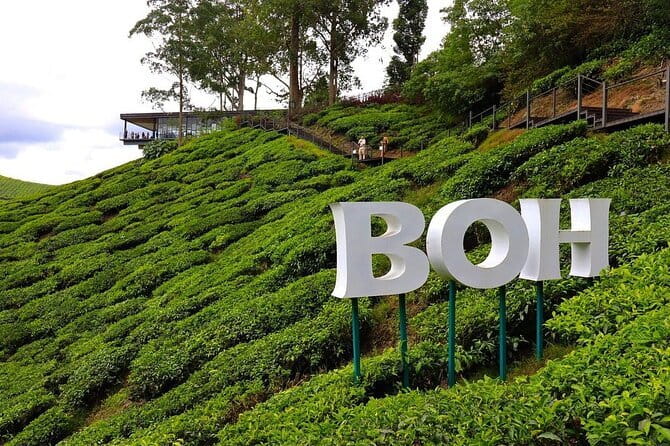 Cameron Highland Full Day Tour from KL City Private Tour - At a glance