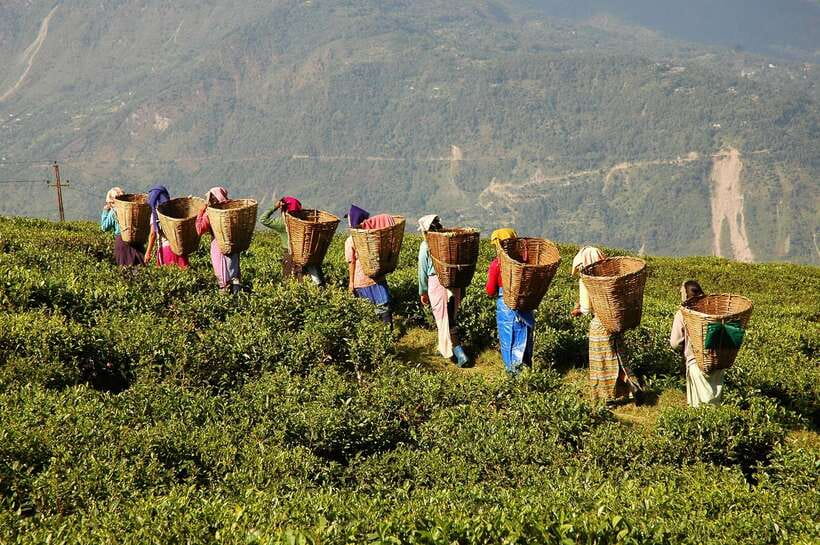 Cameron Highlands 1 Day Tour from Kuala Lumpur - Why Cameron Highlands makes a worthwhile day trip